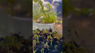 #newmusic #bhfyp #likeforlikes #followforfollowback #photography#funny #meme#plant#aquatic#fishtank