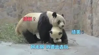 Cutest Baby Panda and Mommy Panda Playing | Funny Panda Moments You Can't Miss!