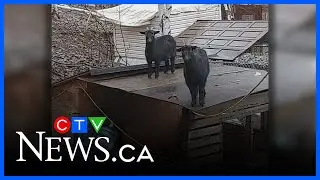 Search on for 4 missing pet goats, including fainting goats, in northern Ont.