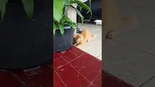 Si Black Pengen Main, Tapi Simba Kaburin Daunnya! 😭