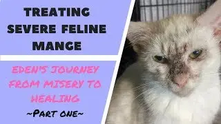 Eden the kitten has SEVERE mange, but Kitten School is here to help! Part 1