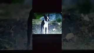 Strays 2023 Bunnies scene