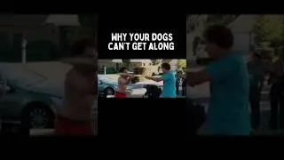 Why Your Dogs Don't Get Along #dogtrainingadvice
