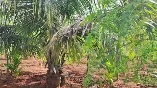 3 acre 21 gunta develop farm land price per acre 28 lac     mob:9060111107