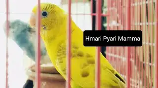Budgies mother ka Breeding progress 🐦🧿😍|| budgies breeding setup ||🕊️parrot care 😘
