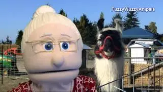 What do You Call a Baby Llama