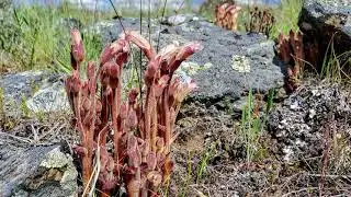 Clustered Broomrape in flower