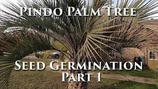 Pindo Palm Tree Seed Germination (part 1) #pindopalm #jellypalm #palmtrees #germinatingseeds #palm