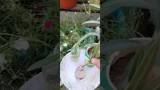 How to grow kaner cutting #gardening #gardeningtips #flower #beautiful #garden #october #plants