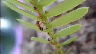 Macro Video On RED ANT
