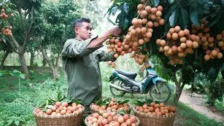 Peaceful Farm Living Gardening Daily, Raising Livestock, and Harvesting Lychees for Market