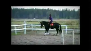 Standardbred mare Dominant Sense