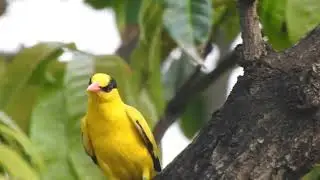Did you hear the call of Black-naped oriole ( Oriolus chinensis diffusus ) ???