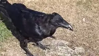 THE RAVEN'S BILL  ~  Northern Raven (Corvus corax)