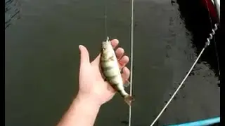 Pêche de la perche aux leurres trucs et astuces