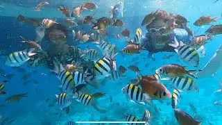 Snorkeling and Swimming in Olango Island / Water activities you can do in the Philippines