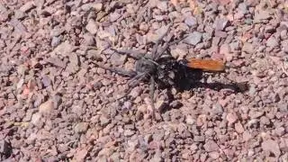 Tarantula Hawk Wasp