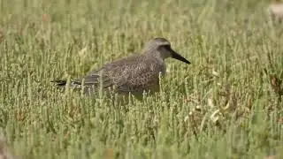 Red Knot, Piovanello maggiore (Calidris canutus)