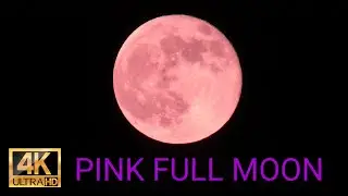 Pink Full Moon 4K - 27 April 2021 - Relaxing Night Cricket Sound