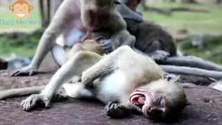 Amazing Monkey Breeding life