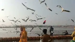 माघ मेला 2026 में आई है खूब सेबेरियन 🐦।#prayagraj #viral #maghmela #blogger