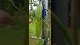 What an Unhealthy Vanilla Vine looks like - Nutrient Deficiency