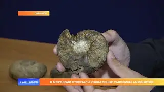 В Мордовии откопали уникальные раковины аммонитов