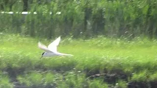 Flight of theTern