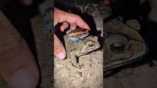 Catch a frog laughing, Catch a funny frog while jumping, Funny Frogs and Prey Frog, Frog Prank