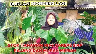 BURUAN DIORDER2 LAGI‼️STOK TANAMAN HIAS CAKEP2 SIAP PAJANG DAN MURAH MERIAH