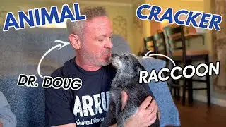 IS RACCOON THE CHILLEST DOG EVER? | RELAXING ADJUSTMENT FOR SENIOR RESCUE