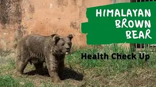 Himalayan Brown Bear Health Checkup -Islamabad Zoo