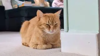 Why are my cats like this