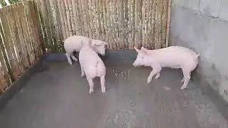 Short update for our simple pig farm@cooperfarmphilippines