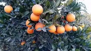 Orange garden layyah Pakistan