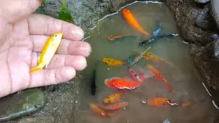 Wadidaw! Tangkap ikan komet, ikan molly balon, ikan cupang, ikan mas koki, ikan lele, ikan lemon,
