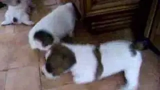 JRT baby