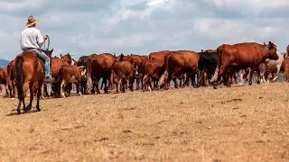 $400,000 raised for Country Women's Association to help farmers in need