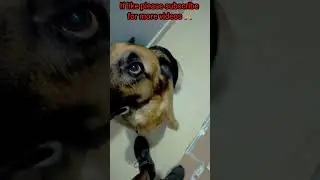 Mili saying for dinner#short#shorts#youtubeshorts#dog#youtubeshort#animal#training#pet#germansheperd