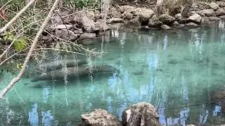 Manatees and babies @ Three Sisters Springs Florida 1/5/2026