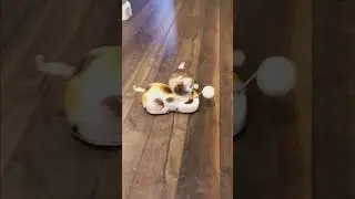 Non-Fall Pussy Cat tin litho toy