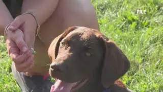 Maine comfort dog handler due in court on animal cruelty charge