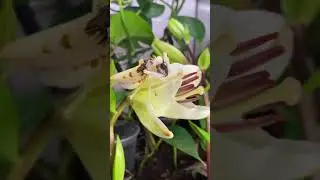 What did you have for lunch today 🍝 #insecthaus #shorts
