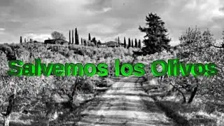 Salvemos los Olivos. Música Flamenco y Rumba. Original. Haciéndolo viral ayudamos a los olivos.