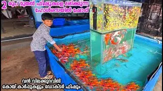 2 രൂപ മുതൽ ഫിഷുകൾ ലഭിക്കുന്ന ഷോപ്പ്, കൊയ് കാർപ്പ്, ഡോക്ടർ ഫിഷുകൾ | Kondotty Aquarium Shop