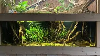 2m South American themed aquarium