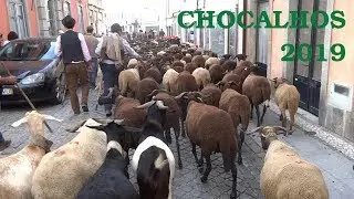 Festival Chocalhos 2019