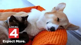 How pet owners can save money when caring for their furry friends
