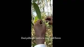 Vanilla hand pollination | Sri Lanka Vanilla beans | Ceylon Vanilla