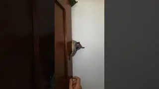 Meet Groku the bush baby / professional cat tamer.. nagapie